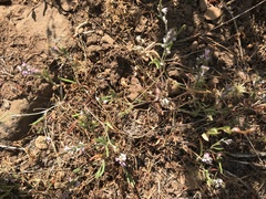 Polygonum polygaloides