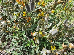 Crotalaria mollicula