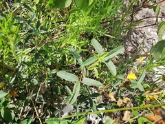 Crotalaria mollicula