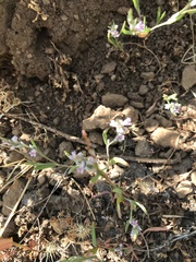 Polygonum polygaloides