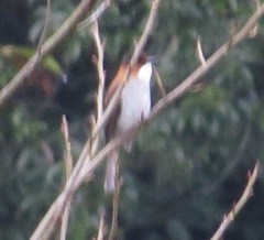 Hemixos castanonotus