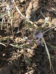 Polygonum polygaloides