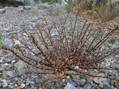 Epilobium melanocaulon