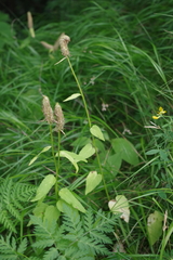 Phyteuma persicifolium
