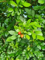 Murraya paniculata image