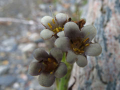 Myosotis macrantha