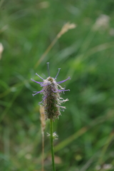 Phyteuma persicifolium