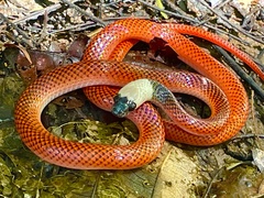 Drepanoides anomalus