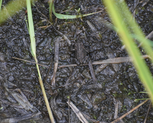 iNaturalist observation photo of Yosemite Toad