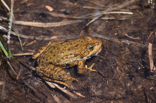 Sierra Nevada Yellow-legged Frog