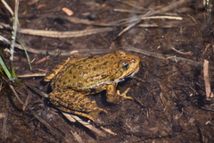 Sierra Nevada Yellow-Legged Frog photo 2