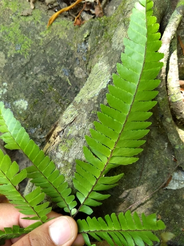 Image of Adiantum tetraphyllum by (c) Obed Palagot Echavarria, some rights reserved (CC BY-SA)