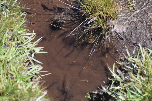 iNaturalist observation photo of Sierra Nevada Yellow-legged Frog