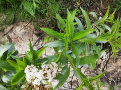 Stevia lucida