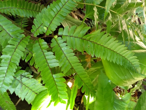 Image of Adiantum tetraphyllum by (c) Obed Palagot Echavarria, some rights reserved (CC BY-SA)