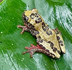 Dendropsophus triangulum