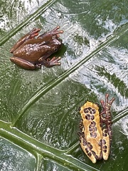 Dendropsophus triangulum