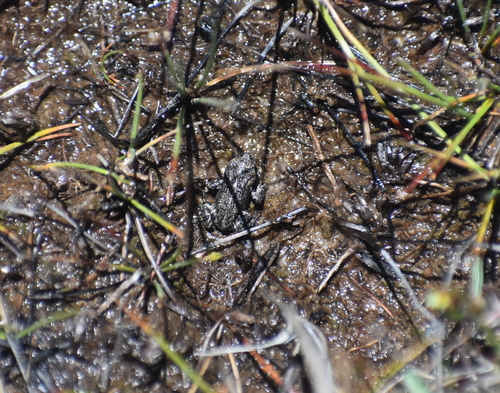 iNaturalist observation photo of Yosemite Toad