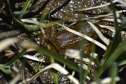 iNaturalist observation photo of Sierra Nevada Yellow-legged Frog