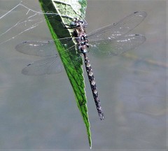 Rhionaeschna punctata