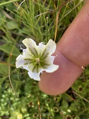 Gentiana newberryi