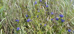 Gentiana linearis