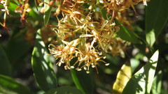 Tripodanthus acutifolius