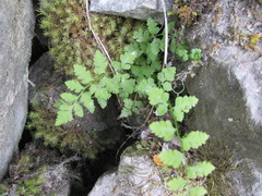 Cystopteris tasmanica