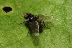 Microsoma exiguum