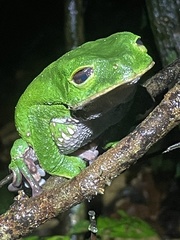 Phyllomedusa