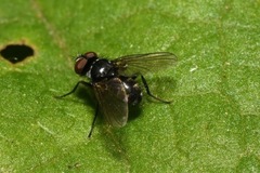 Microsoma exiguum