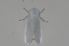Leucoma salicis
