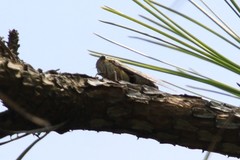 Diceroprocta viridifascia