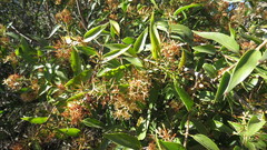 Tripodanthus acutifolius