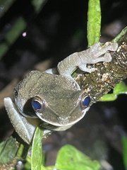 Osteocephalus planiceps