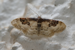 Idaea mustelata
