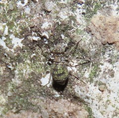 Mesopsocus immunis