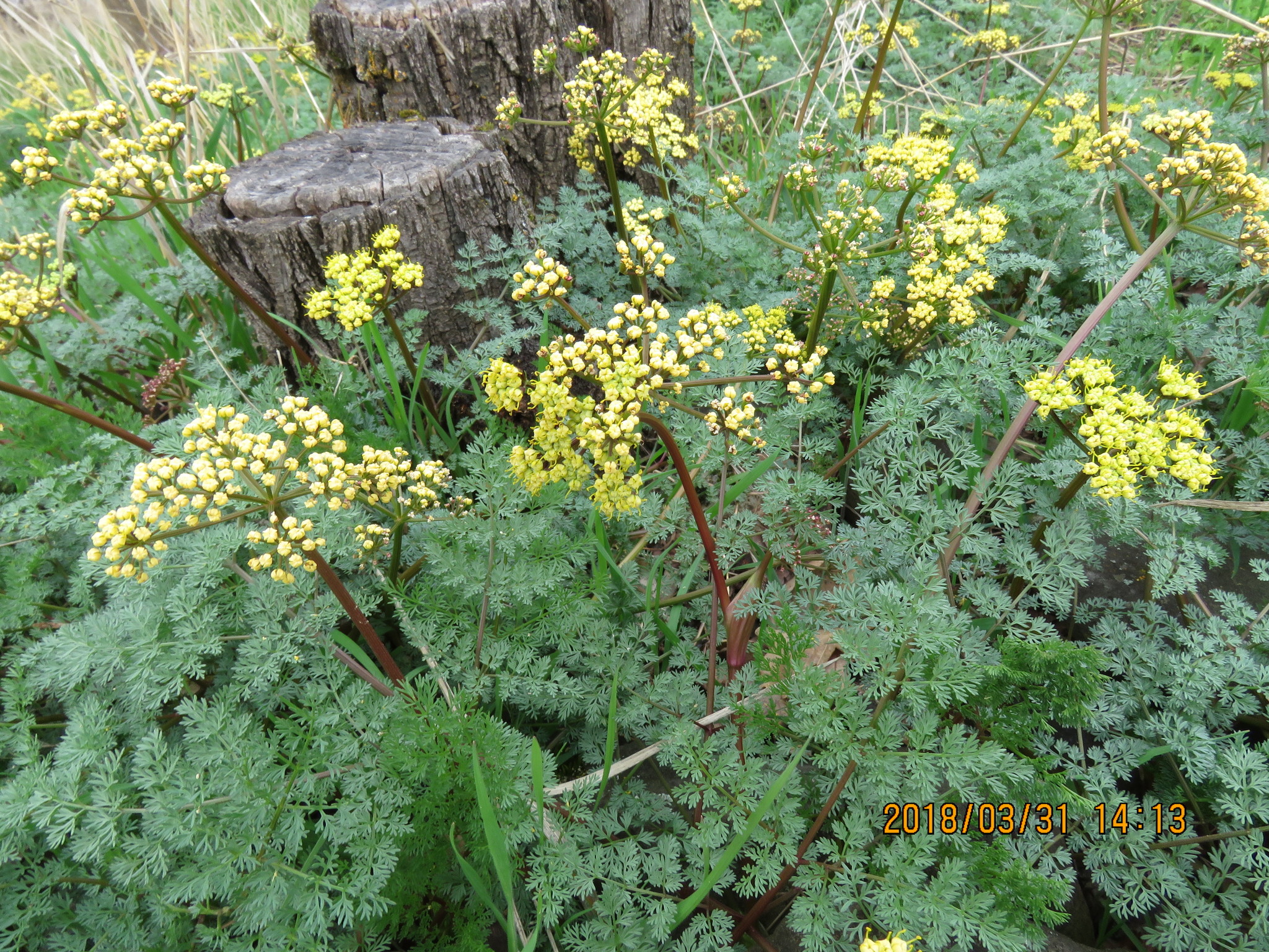 Lomatium salmoniflorum