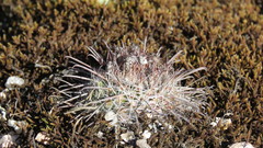 Parodia microsperma