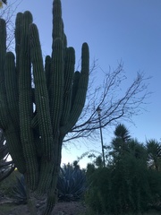 Pachycereus pecten-aboriginum