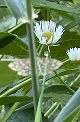 Lygropia