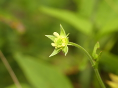 Geum virginianum