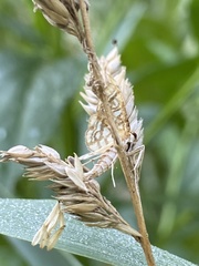 Lygropia