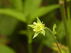 Geum virginianum