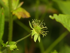 Geum virginianum