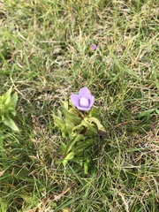 Gentianella campestris