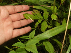 Geum virginianum