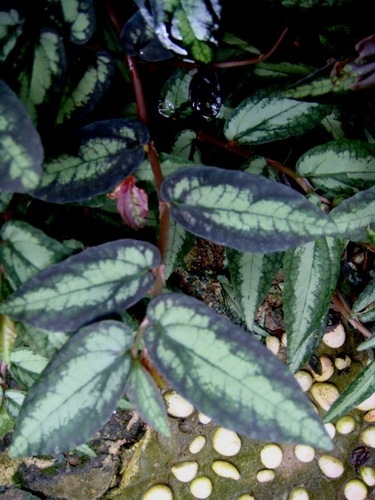 Procris repens