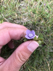 Gentianella campestris