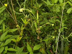 Geum virginianum